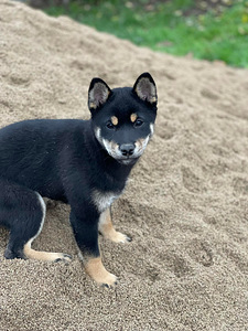 Shiba inu (3 foto / 10)
