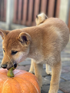 Shiba inu (5 foto / 10)