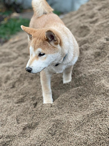 Shiba inu (6 foto / 10)