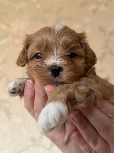 Havanese Bichon / Havanese (7 foto / 10)
