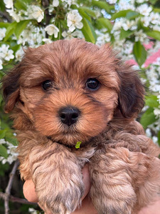 Havanese / Havanese Bichon (2 foto / 8)
