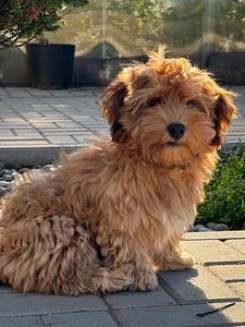 Havanna bichon (1 foto / 9)