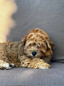 Havanna bichon (2 foto / 9)