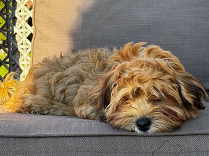 Havanna bichon (3 foto / 9)