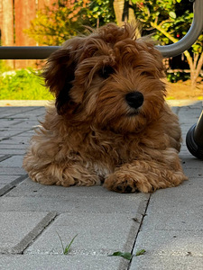 Havanna bichon (6 foto / 9)