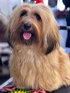 Havanna bichon (7 foto / 7)