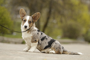 Welsh corgi kardigan bloomerl kutsikas (4 foto / 5)