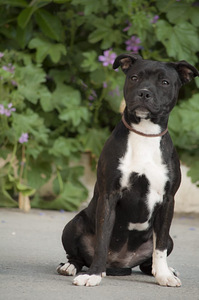Staffordshire'i bullterjeri kutsikas (1 foto / 3)
