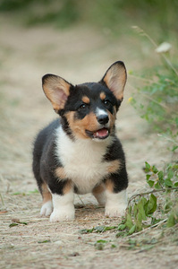 Welsh corgi kardigani kutsikas (3 foto / 3)