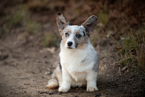 Welsh corgi kardigan kutsikatüdruk (3 foto / 3)