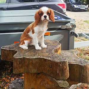 Imeilus tüdruk cavalier king Charles spanjel (1 foto / 7)