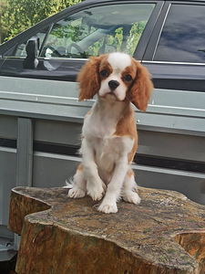 Imeilus tüdruk cavalier king Charles spanjel (4 foto / 7)