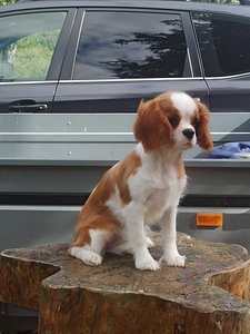 Imeilus tüdruk cavalier king Charles spanjel (6 foto / 7)