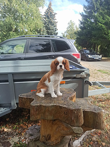 Imeilus tüdruk cavalier king Charles spanjel (7 foto / 7)