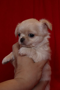 Pitkäkarvaiset chihuahuan pennut – tyttö ja poika (4 valokuva sivusta 9)