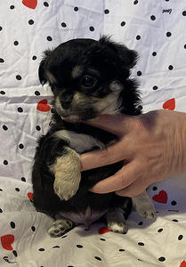 Pitkäkarvaiset chihuahuan pennut – tyttö ja poika (7 valokuva sivusta 9)