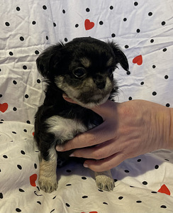 Pitkäkarvaiset chihuahuan pennut – tyttö ja poika (8 valokuva sivusta 9)