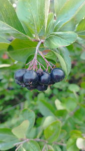 Aronia 5kg (4 valokuva sivusta 4)