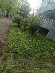 Muru niitmine (5 foto / 5)