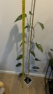 Epipremnum pinnatum White Variegated (2 foto / 2)