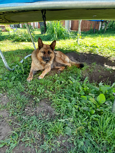 Müüa saksa lambakoera kutsikas (3 foto / 4)