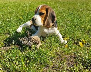 Beagle Percy