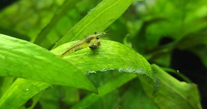 Austraalia Amano krevetid (Caridina Typus)
