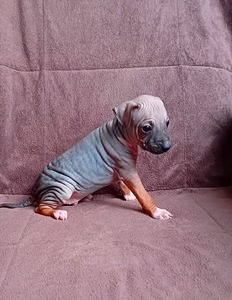 Dog 2024 (3 foto / 9)