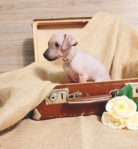 Amerikan hairless terjer (1 foto / 5)