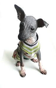 American hairless terjer (1 foto / 2)