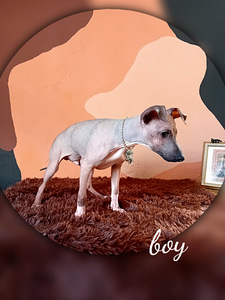 American naked terriers (3 foto / 4)