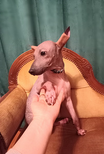 American hairless terjer (5 foto / 5)