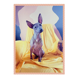 American hairless terjer (1 foto / 5)