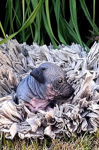 American naked terjer (3 foto / 3)