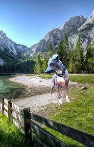 American hairless terjer (10 foto / 10)