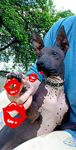 American hairless terjer (5 foto / 5)