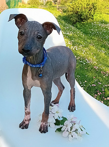 American hairless terjer (4 фото из 5)