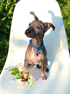 American hairless terjer (5 фото из 5)