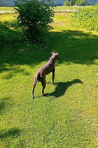 American hairless terjer (3 foto / 5)