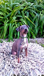 American hairless terjer (4 foto / 6)