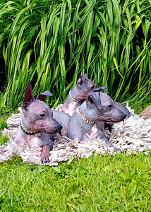 American hairless terjer (4 foto / 4)