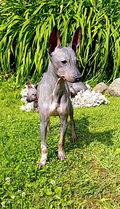 American hairless terjer (10 foto / 10)