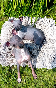 American hairless terjer (3 foto / 10)