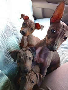 American hairless terjer (2 foto / 2)