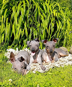 American hairless terjer (8 foto / 10)