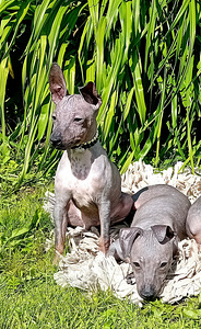 American hairless terjer (10 foto / 10)