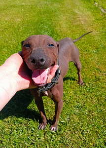 American hairless terjer (1 foto / 3)