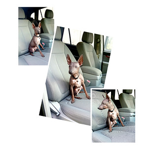 American hairless terjer puppies (1 foto / 2)
