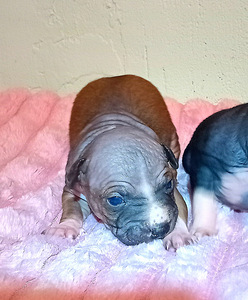 American hairless terjer mini (2 foto / 7)