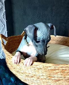 Mini exotic girl (1 foto / 4)